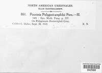 Puccinia polygoni-amphibii image